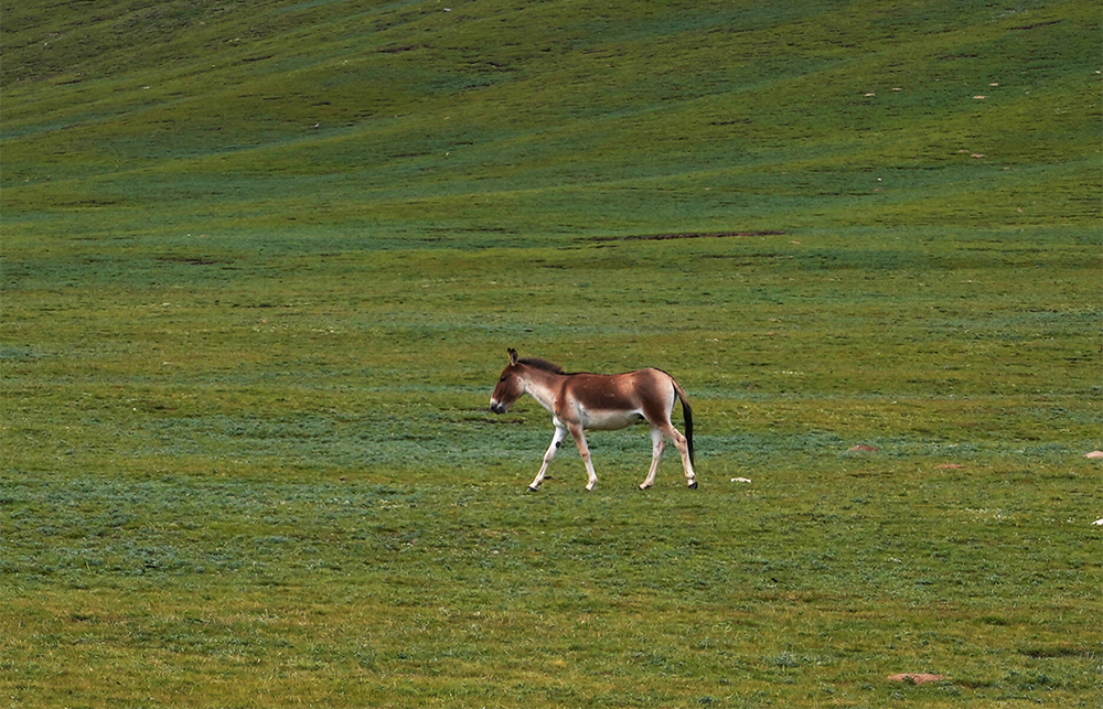 大自然的生態(tài)美學(xué)！黃河源園區(qū)哪一抹色彩最讓你心動？