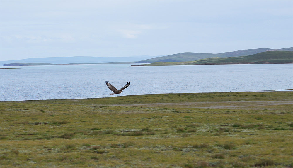 大自然的生態(tài)美學(xué)！黃河源園區(qū)哪一抹色彩最讓你心動？