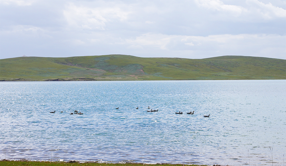 大自然的生態(tài)美學(xué)！黃河源園區(qū)哪一抹色彩最讓你心動？