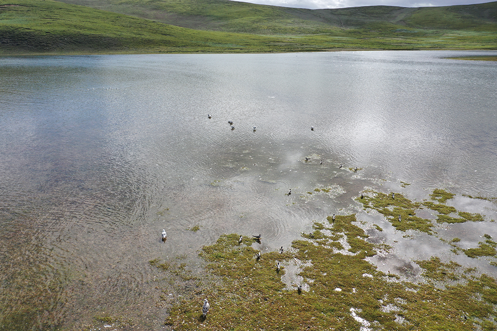 大自然的生態(tài)美學(xué)！黃河源園區(qū)哪一抹色彩最讓你心動？