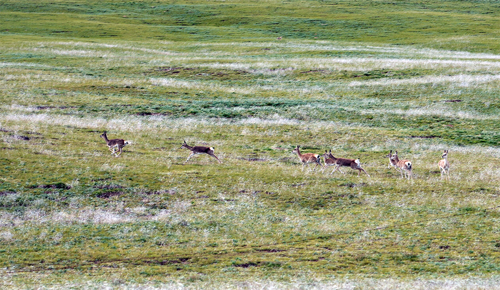 大自然的生態(tài)美學(xué)！黃河源園區(qū)哪一抹色彩最讓你心動？