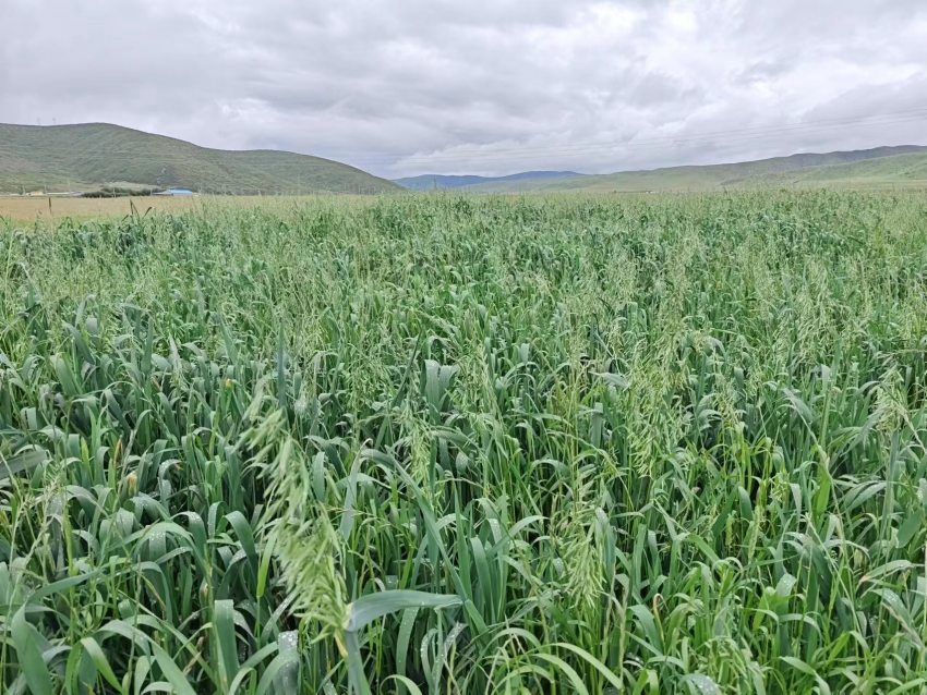 四川省阿壩州紅原縣草場。阿壩州紅原縣科學(xué)技術(shù)和農(nóng)業(yè)畜牧局供圖