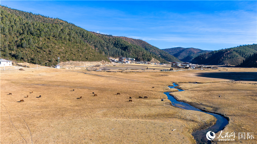 香格里拉國(guó)家公園內(nèi)的高山草甸。人民網(wǎng)記者 虎遵會(huì)攝