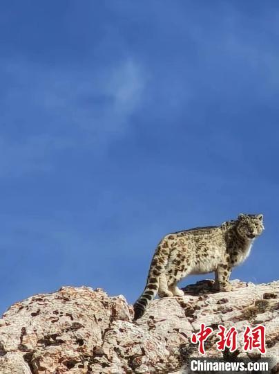 雪豹“巡山”!黃河源頭生態(tài)管護員近距離偶遇雪豹