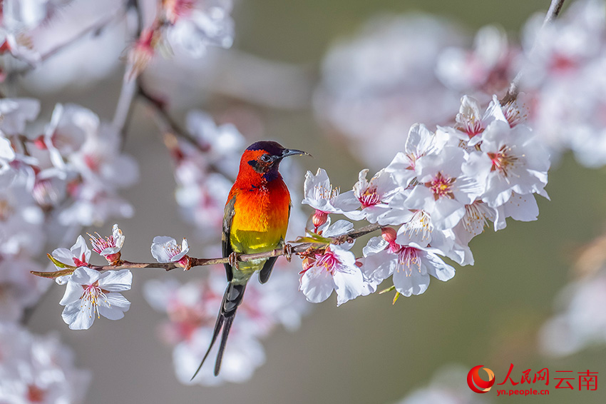 藍(lán)喉太陽(yáng)鳥。楊濤攝