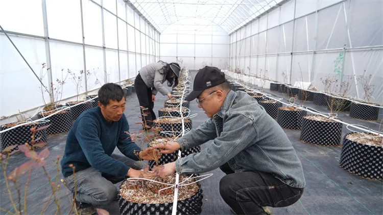 任宇和工人一起為藍莓苗修枝。黑水縣融媒體中心供圖