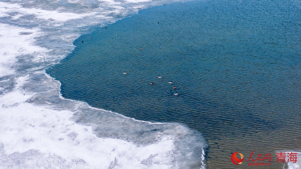 漸漸蘇醒的青海湖。人民網(wǎng) 況玉攝