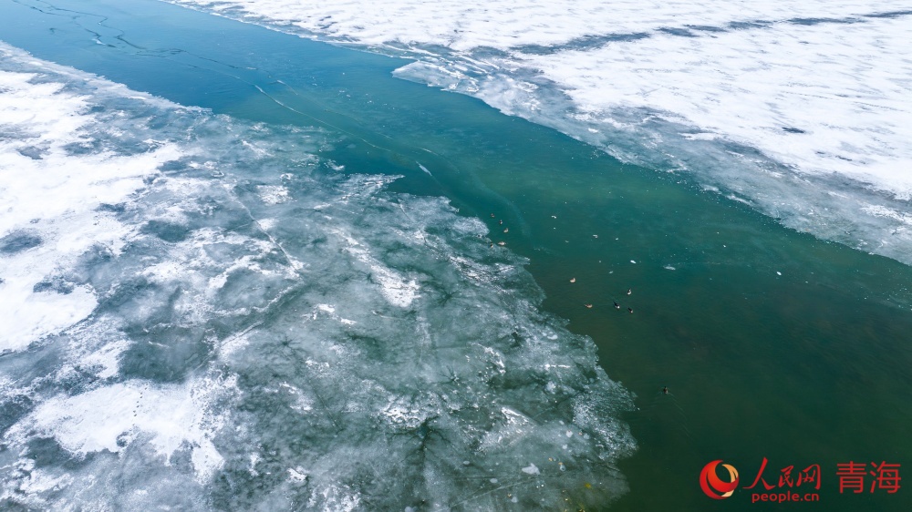 漸漸蘇醒的青海湖。人民網(wǎng) 況玉攝