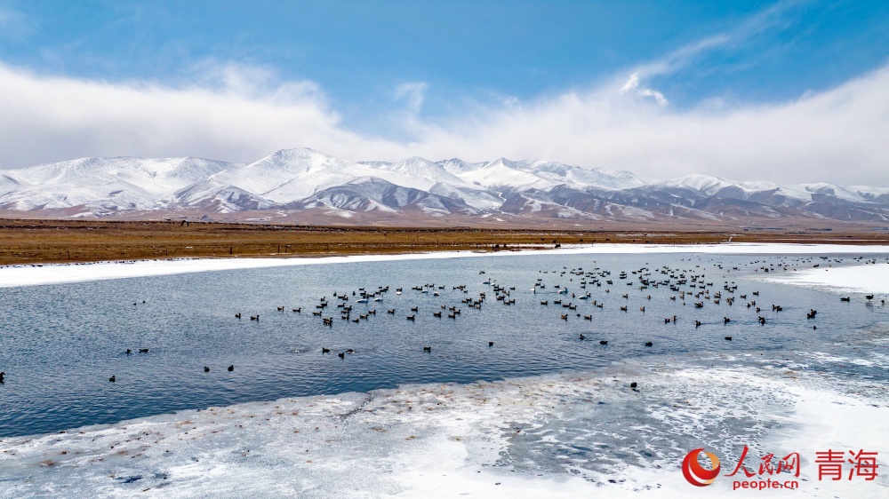 漸漸蘇醒的青海湖。人民網(wǎng) 況玉攝