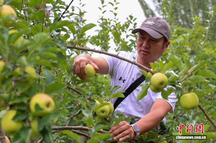 青海尖扎：果蔬迎來豐收季