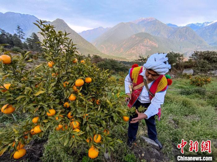 林芝下察隅鎮(zhèn)京都村101畝耙耙柑豐收?！〗w波 攝