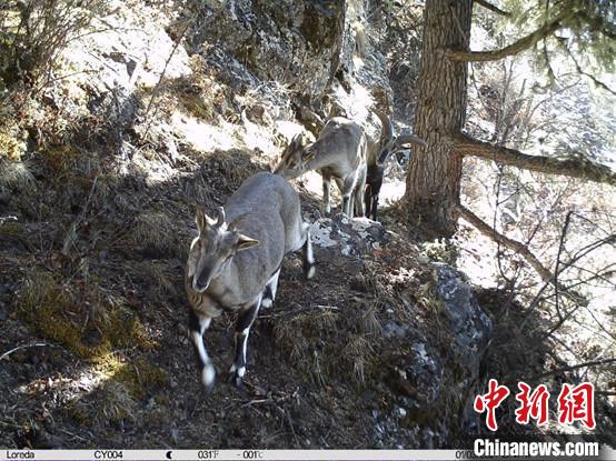 圖為相同位點(diǎn)記錄到的雪豹主要獵物—巖羊?！≈袊?guó)科學(xué)院昆明動(dòng)物研究所提供