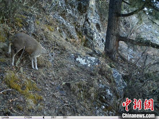 圖為相同位點(diǎn)記錄到的國(guó)家一級(jí)重點(diǎn)保護(hù)野生動(dòng)物—馬麝?！≈袊?guó)科學(xué)院昆明動(dòng)物研究所提供