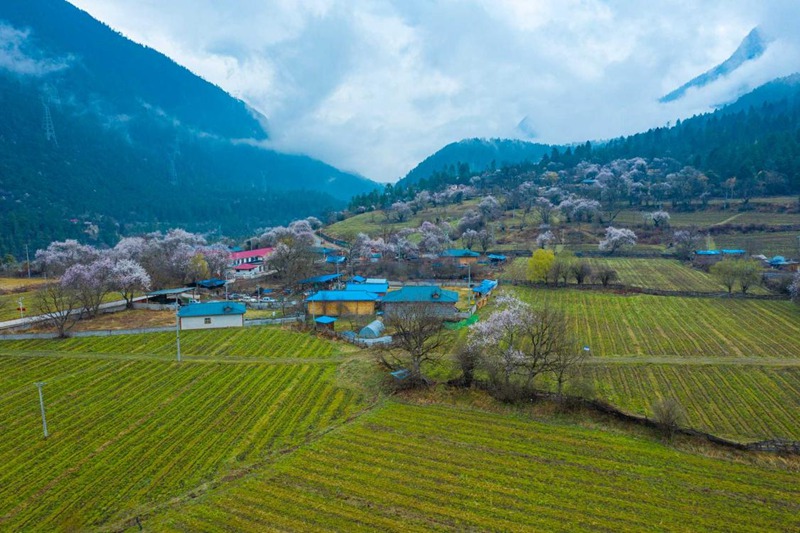桃花村。 張靜攝