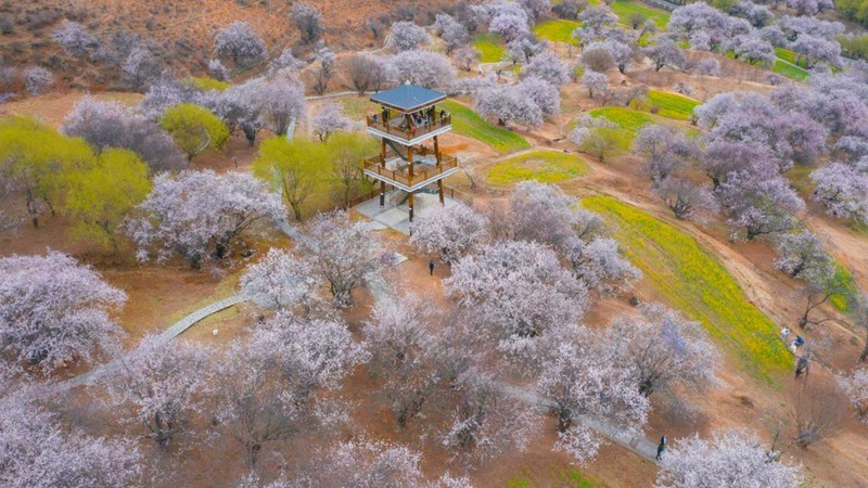林芝嘎拉村。 張靜攝