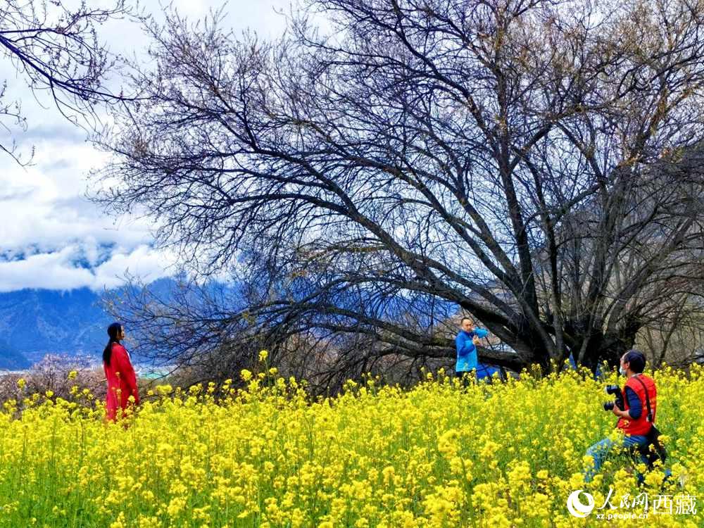 游客在桃花下拍照留念。人民網(wǎng) 李海霞攝