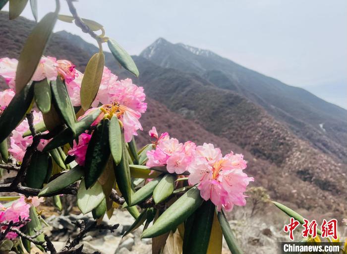 近日，西藏自治區(qū)山南市加查縣索囊溝的杜鵑花競(jìng)相綻放?！∪轿木?攝