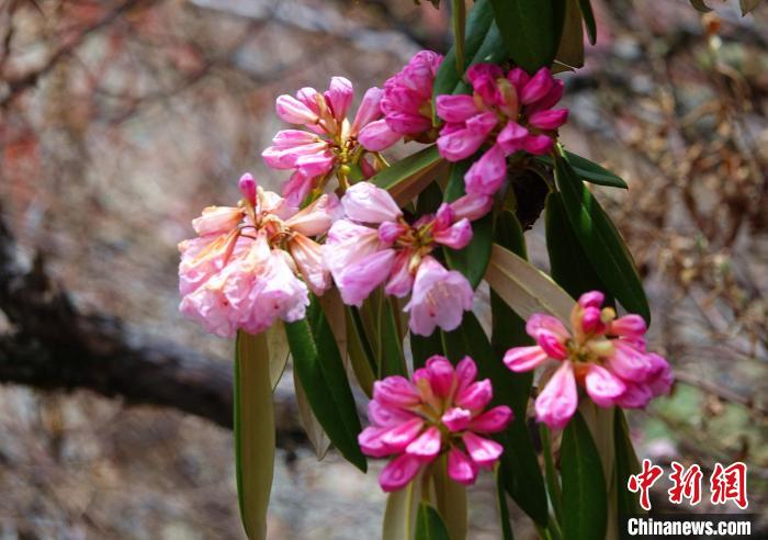 近日，西藏自治區(qū)山南市加查縣索囊溝的杜鵑花競(jìng)相綻放?！∪轿木?攝