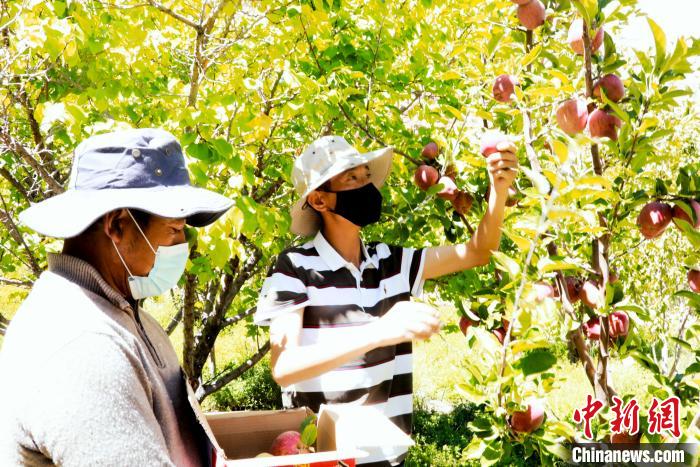 圖為西藏阿里札達(dá)縣底雅鄉(xiāng)村民在自家果園采摘果實(shí)。　阿旺扎西 攝