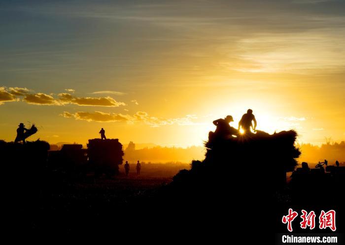 圖為夕陽(yáng)下農(nóng)民正在收割青稞。　日喀則文聯(lián)供圖