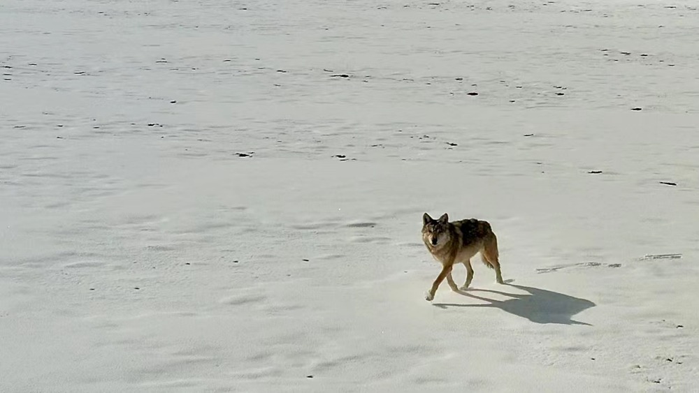 雪地里的阿里“狼”。