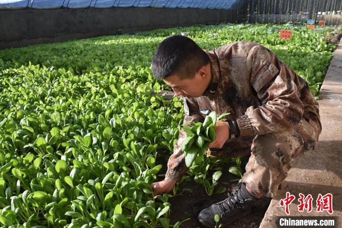 圖為阿里軍分區(qū)某邊防團官兵在溫室摘菜?！￡悋[岳 攝