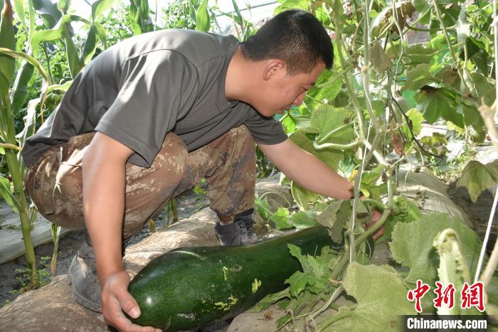 圖為阿里軍分區(qū)某邊防團官兵在溫室摘菜?！￡悋[岳 攝