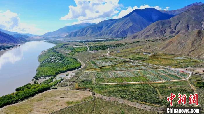 圖為桑日縣葡萄種植基地?！∩侥仙Ｈ湛h委宣傳部提供