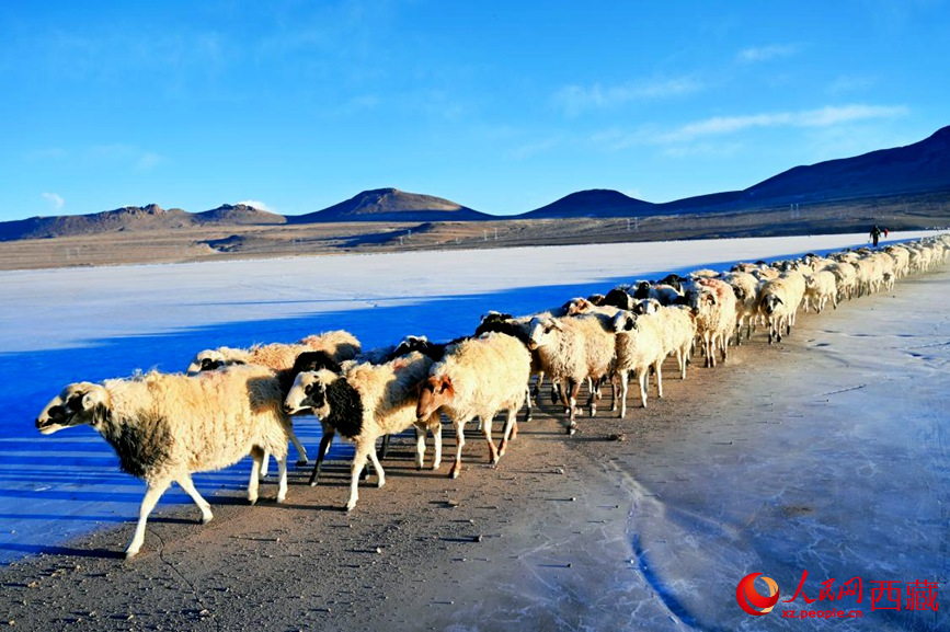 羊群排著隊(duì)穿過(guò)普莫雍錯(cuò)。 人民網(wǎng) 李海霞攝