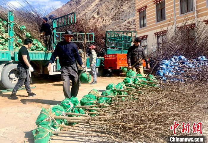 民眾搬運(yùn)苗木?！〔际忻⒖悼h委宣傳部供圖