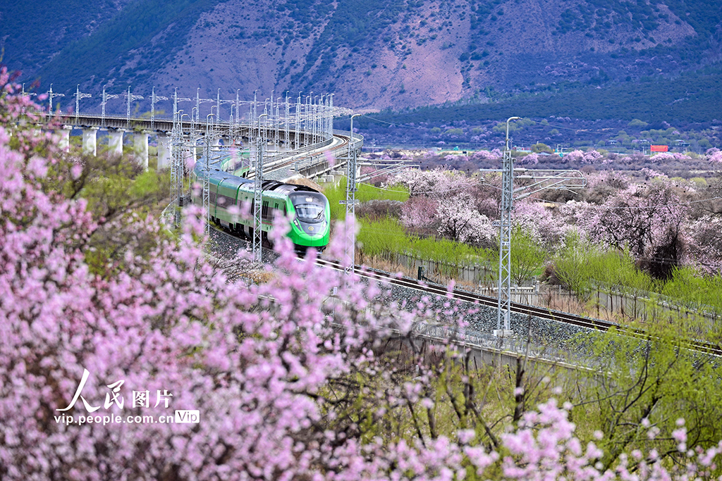 西藏林芝：雪域高原列車穿越花?！?】