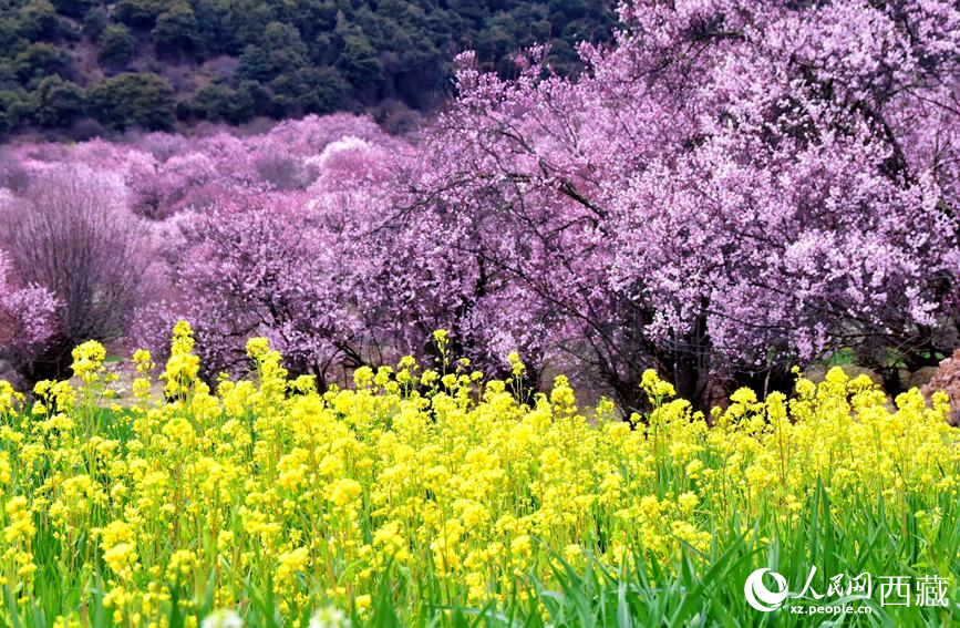 桃花與油菜花勾勒出別樣風(fēng)景。 人民網(wǎng) 李海霞攝
