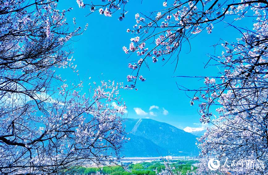 藍(lán)天與桃花相映成趣。 人民網(wǎng) 李海霞攝