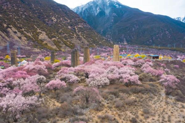 人間桃花源！林芝桃花有多絕？