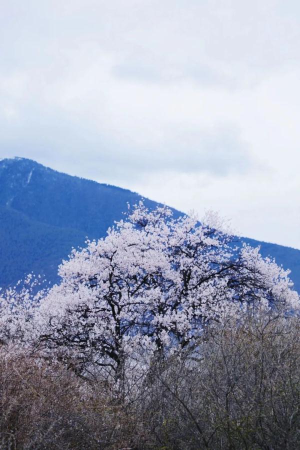人間桃花源！林芝桃花有多絕？