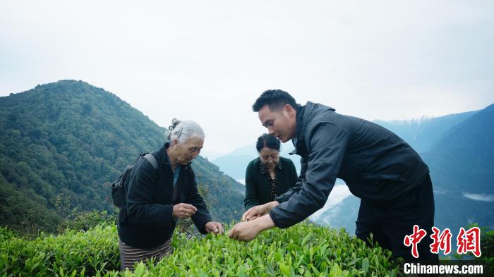 圖為銀發(fā)旅游體驗(yàn)團(tuán)兩位老人體驗(yàn)采茶?！∥鞑貙ｍ?xiàng)旅游協(xié)會(huì)供圖