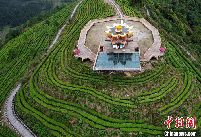 圖為西藏林芝市墨脫縣背崩鄉(xiāng)格林村山頂?shù)木坝^茶園。(無人機照片) 李林 攝