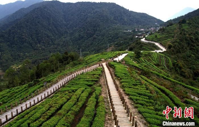 圖為西藏林芝市墨脫縣背崩鄉(xiāng)格林村山頂?shù)木坝^茶園。(無人機照片) 李林 攝