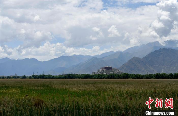 圖為6月22日，西藏拉薩拉魯濕地?！±盍?攝