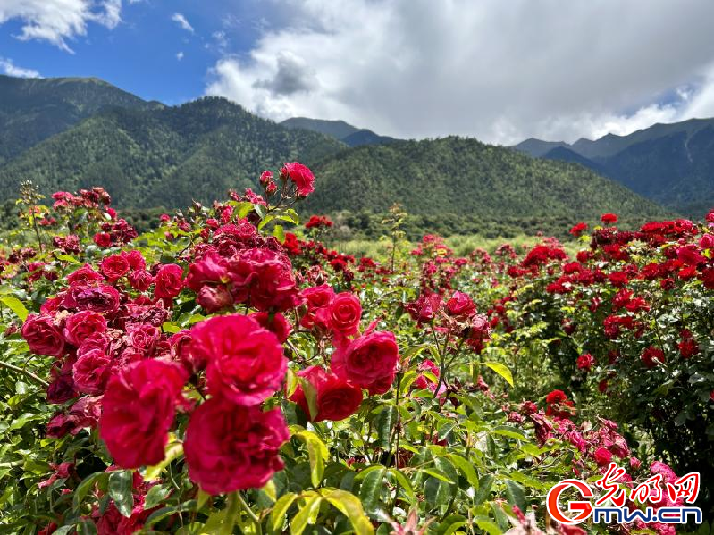 我們的家園丨工布花谷：高原花開香飄全國，產業(yè)經濟增收致富