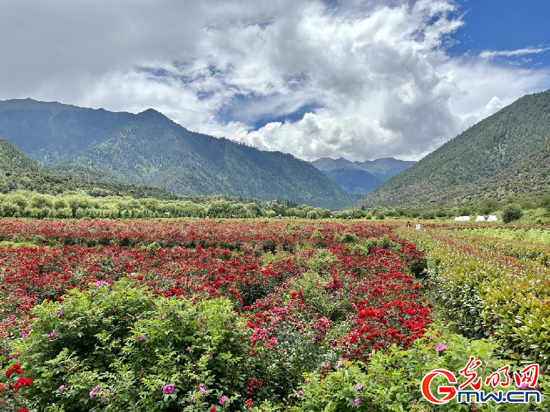 我們的家園丨【組圖】 綠水青山入畫，“金山銀山”筑起