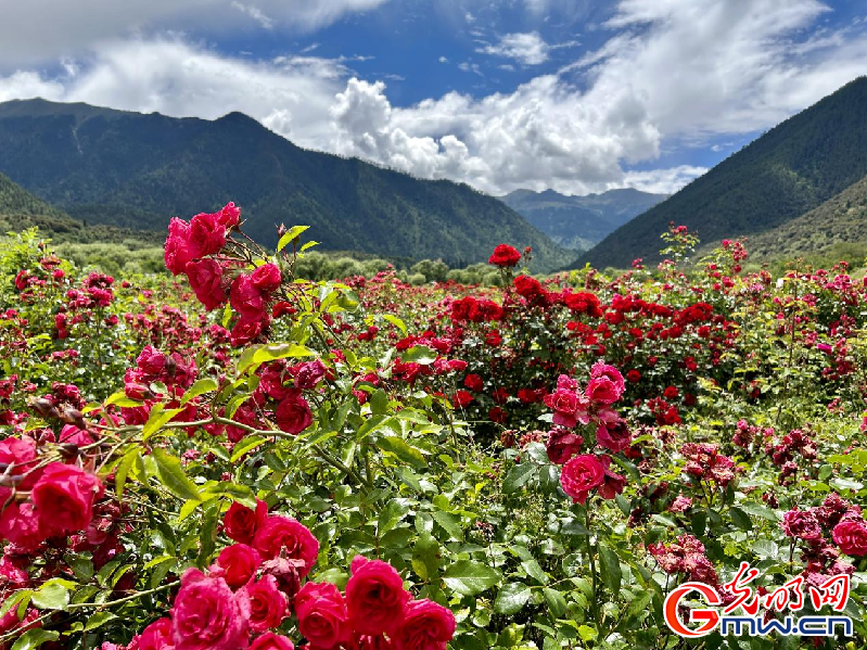 我們的家園丨【組圖】 綠水青山入畫，“金山銀山”筑起