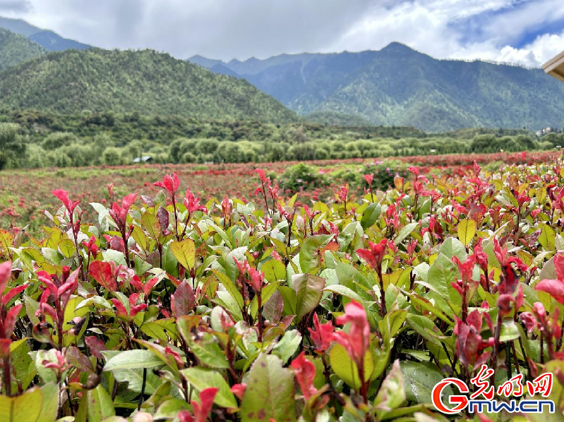 我們的家園丨【組圖】 綠水青山入畫，“金山銀山”筑起