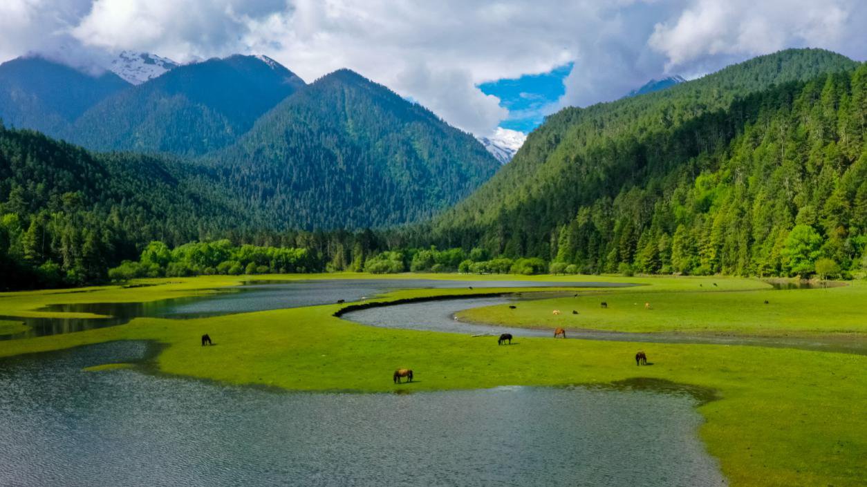 中國最美十大森林之一崗云杉林。西藏自治區(qū)旅發(fā)廳供圖