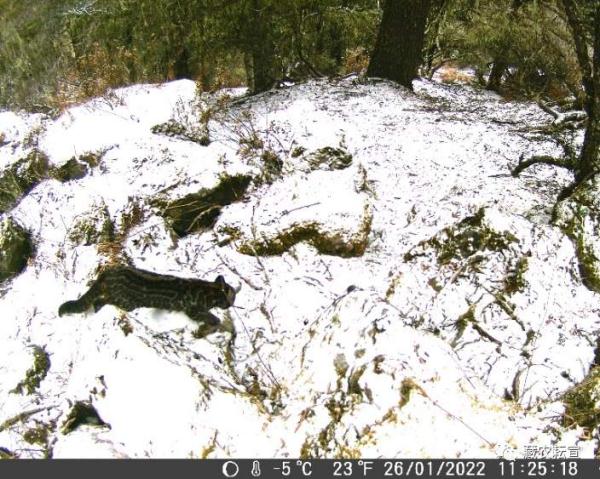 西藏色季拉山發(fā)現雪豹、白頰獼猴等多種珍稀野生動物
