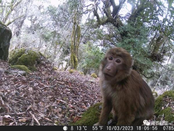 西藏色季拉山發(fā)現雪豹、白頰獼猴等多種珍稀野生動物
