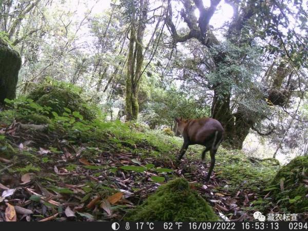 西藏色季拉山發(fā)現雪豹、白頰獼猴等多種珍稀野生動物