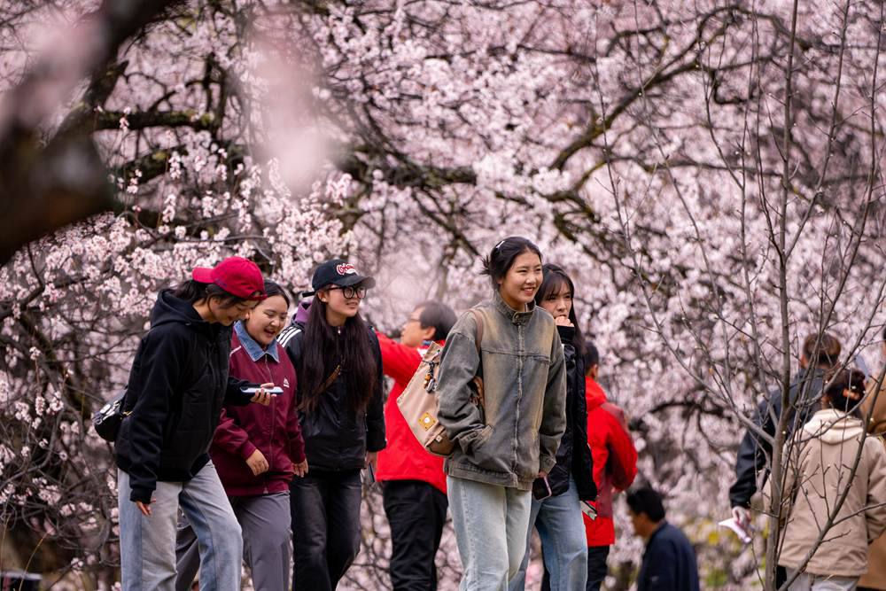 桃花盛開惹人醉，八方游客賞花來。徐馭堯攝
