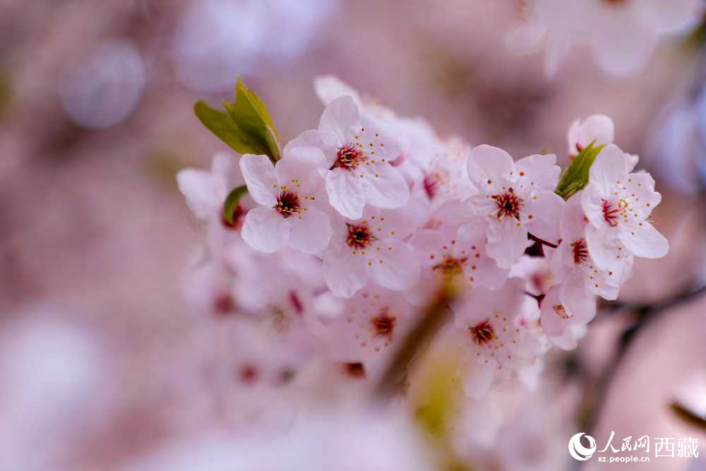 桃花盛開惹人醉。人民網(wǎng)記者 次仁羅布攝