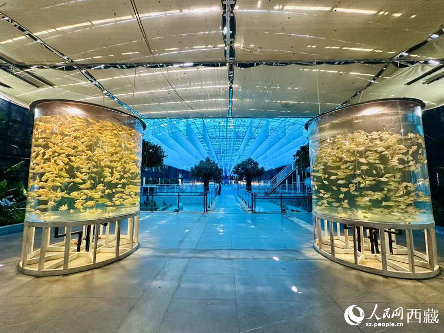 西普海洋公園。人民網(wǎng)記者 次仁羅布攝